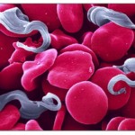 Trypanosomes among red blood cells 